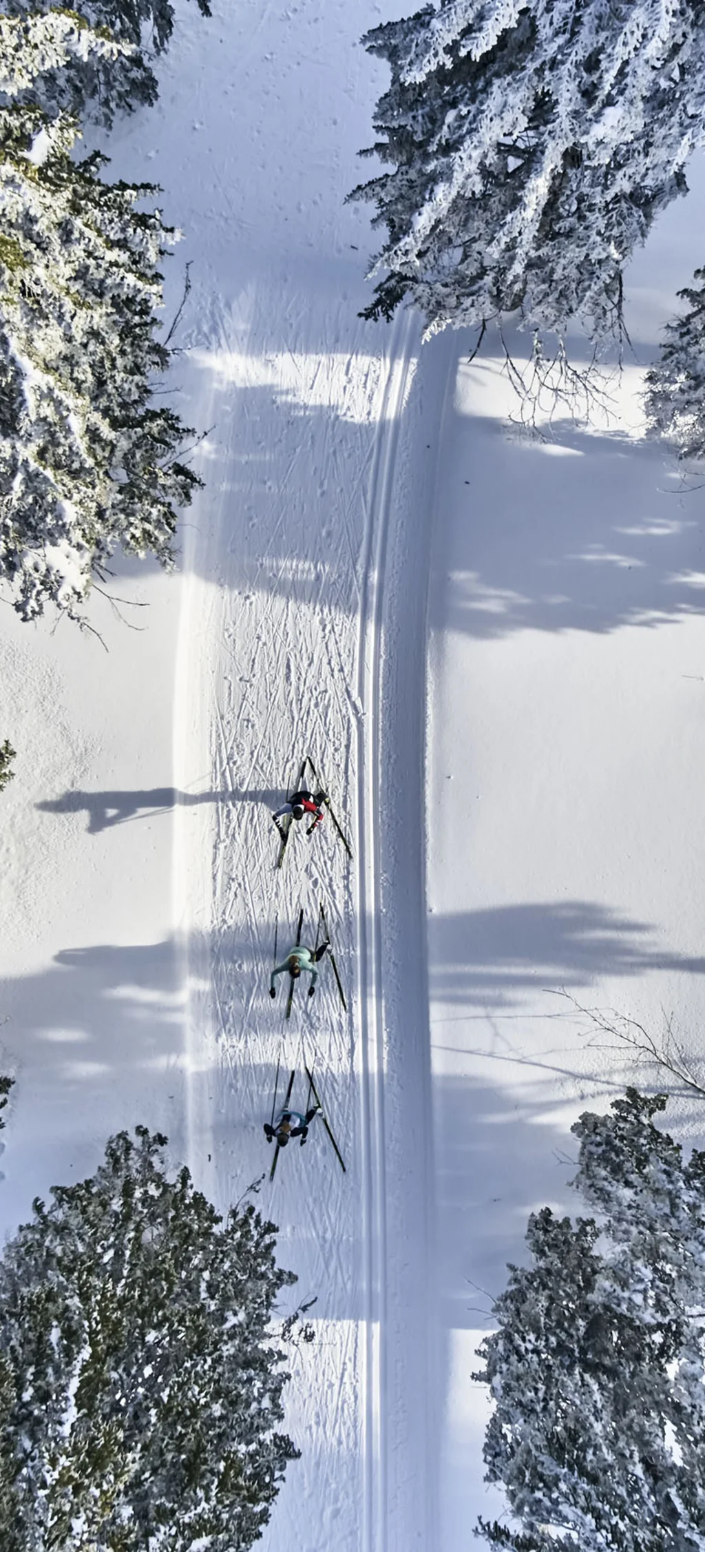 Cubea | Chalet-Apartments in Bodenmais für hohe Ansprüche Drei Langläufer auf verschneiter Spur umgeben von schneebedeckten Bäumen