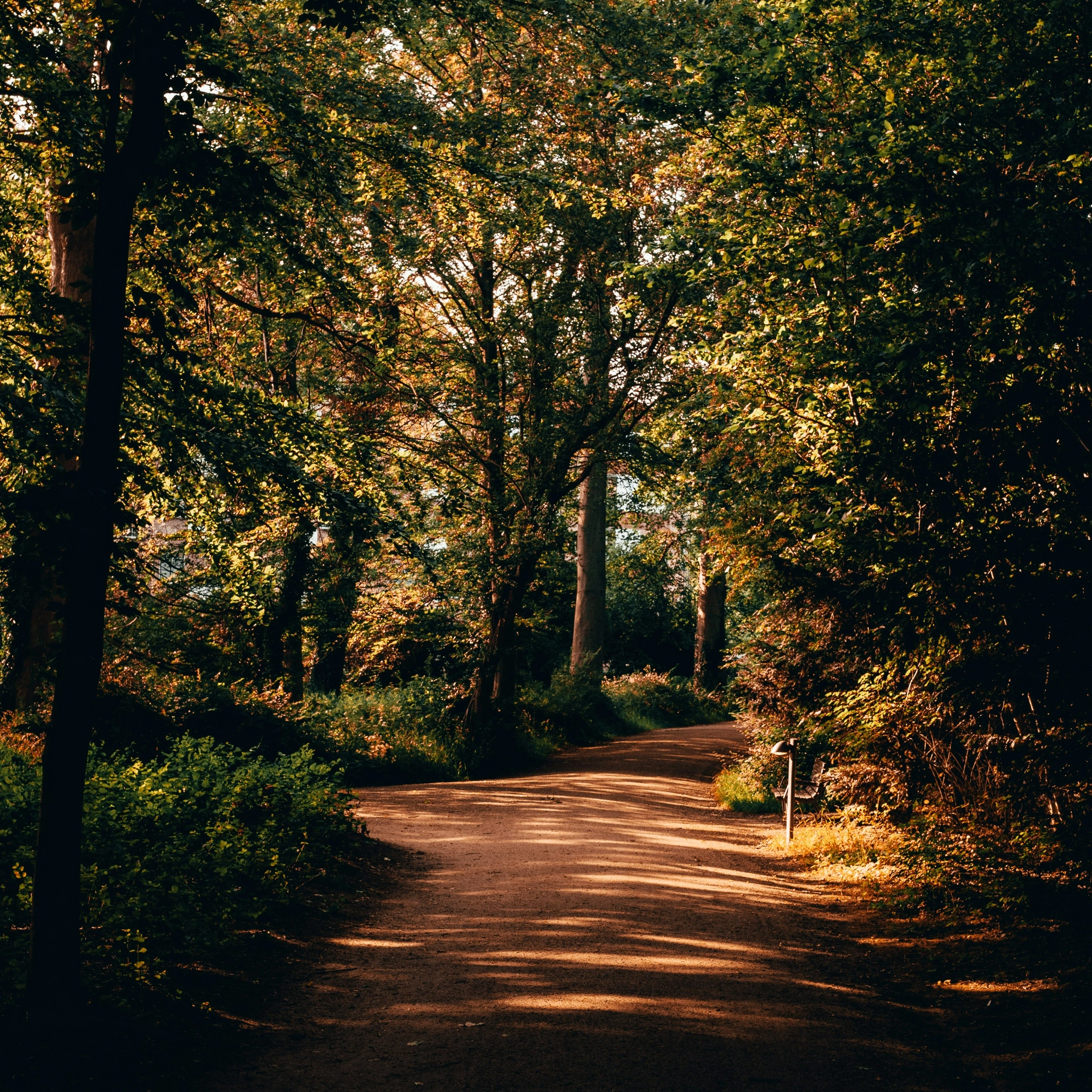 Cubea – privater Rückzugsort im Bayerischen Wald Waldweg mit Bäumen und Sonnenlicht im Herbst