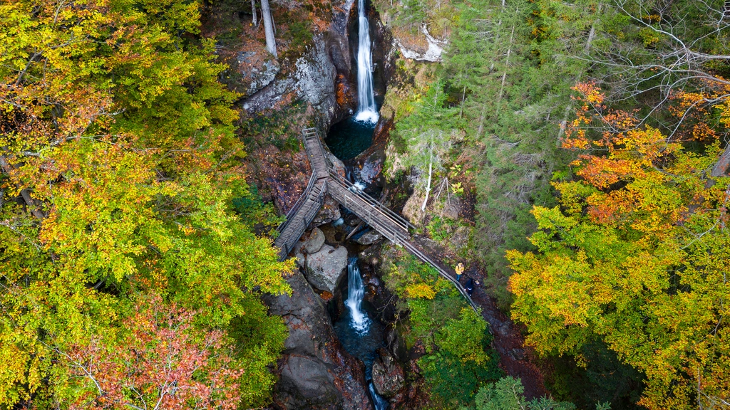Cubea – privater Rückzugsort im Bayerischen Wald Herbstlicher Wald mit Wasserfall und gesicherten Holzwegen aus der Vogelperspektive